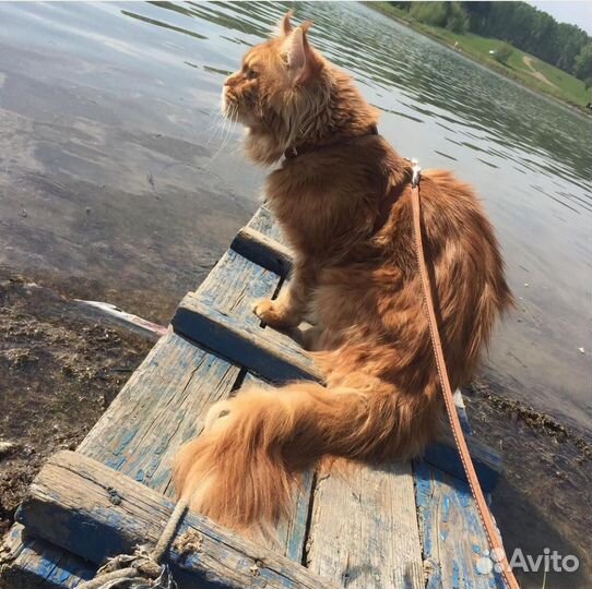 Котята мейн-кун. Девочка и мальчик