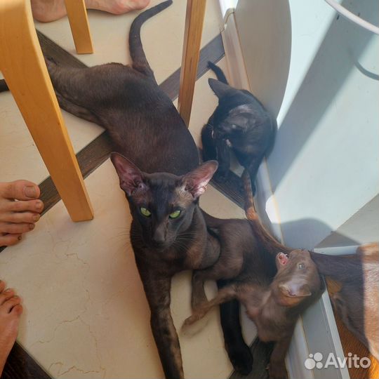 Ориентальные котята