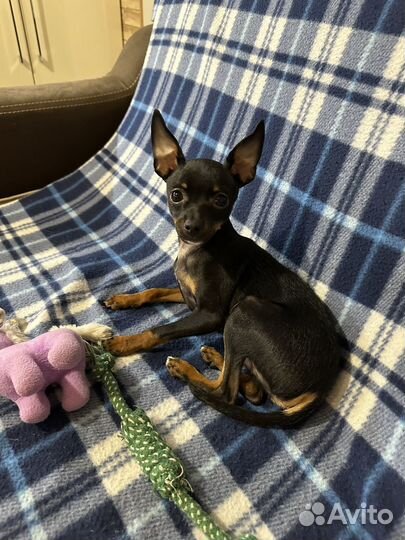 Той-терьер мини