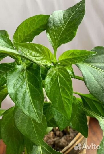 Рассада сладкого перца, разного цвета