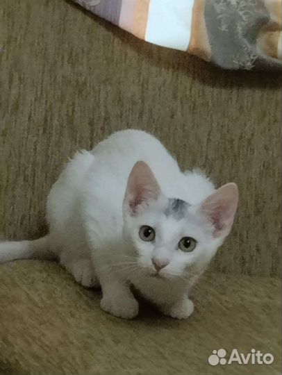 Кошечка в добрые руки
