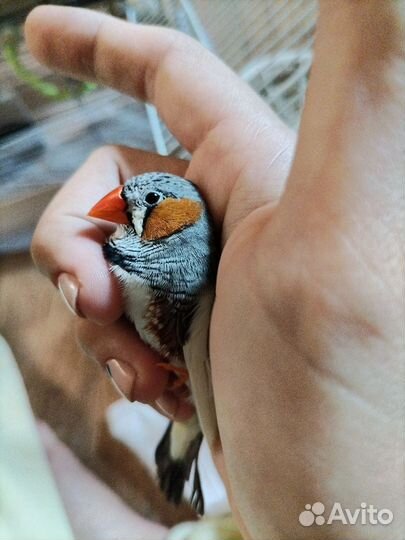 Зебровые амадины