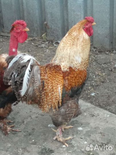 Куры петухи