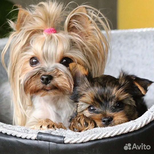 Йоркширский терьер