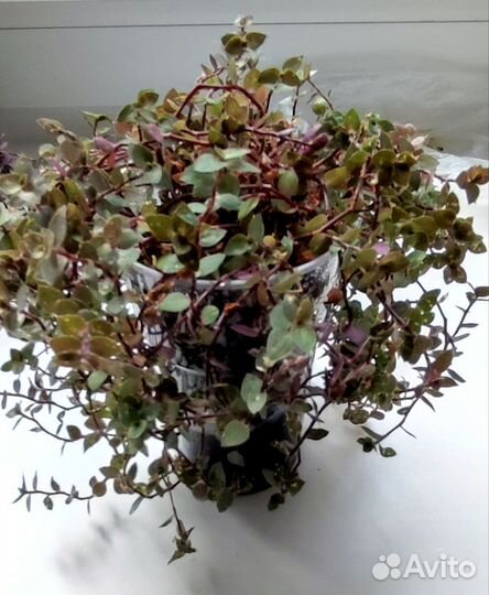 Каллизия ползучая