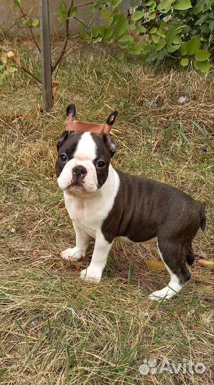 Бостон терьер щенок