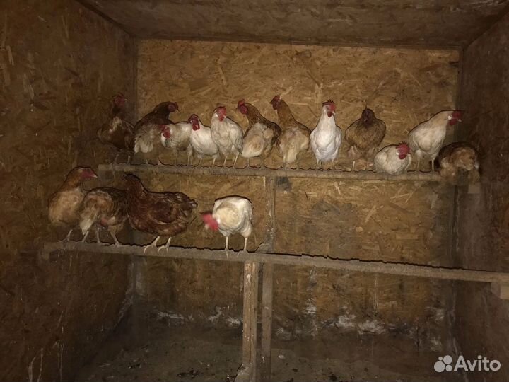 Курицы несушки