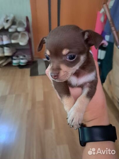 Мини той-терьер