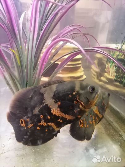 Астронотус