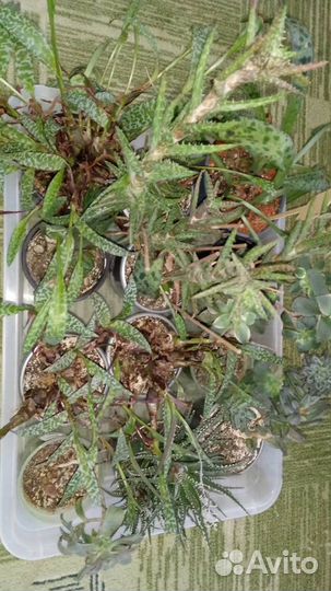 Продам цветы комнатные