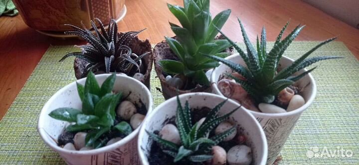 Суккуленты