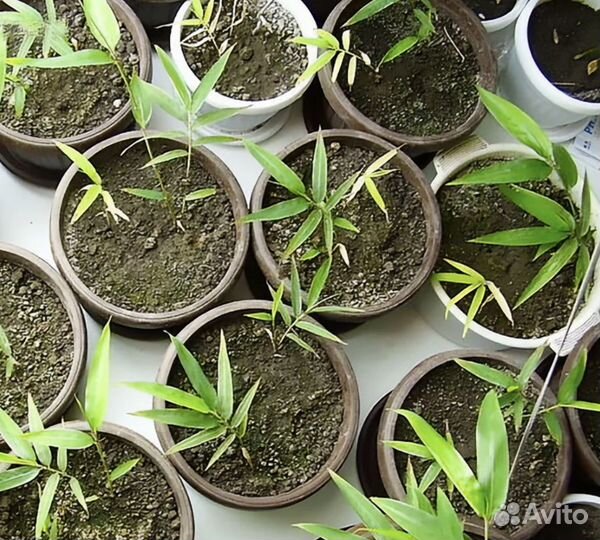 Бамбук Мосо морозостойкий (семена)