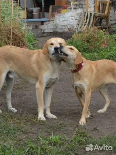 Русские гончие