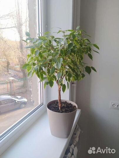 Фикус пёстрый