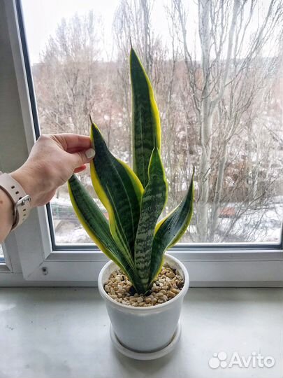 Сансевиерия Лауренти сорт с кашпо растения цветы
