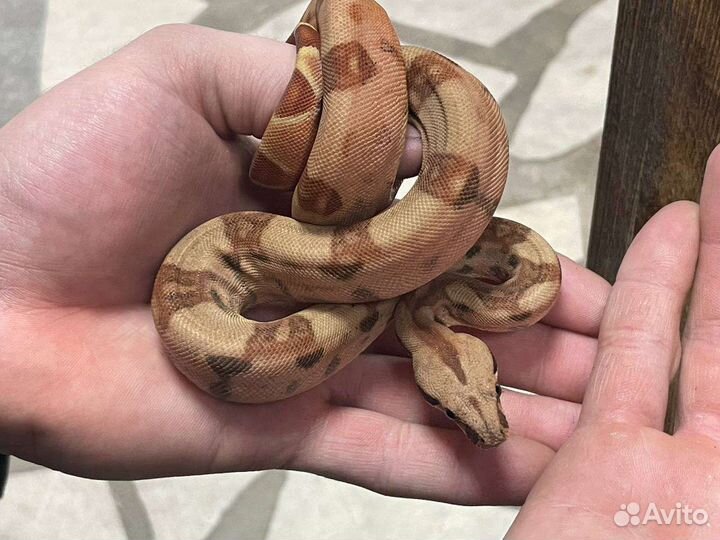 Императорский удав