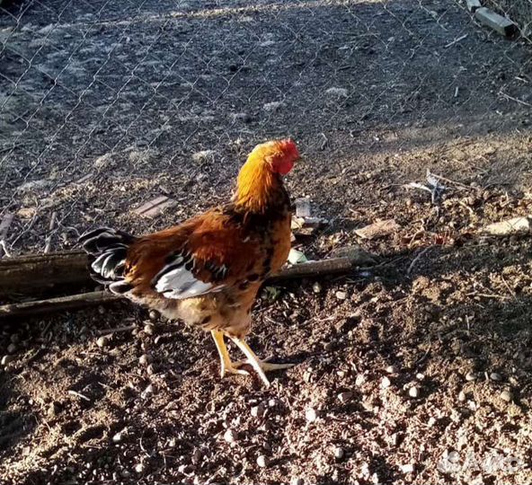 Петушки Доминант на племя