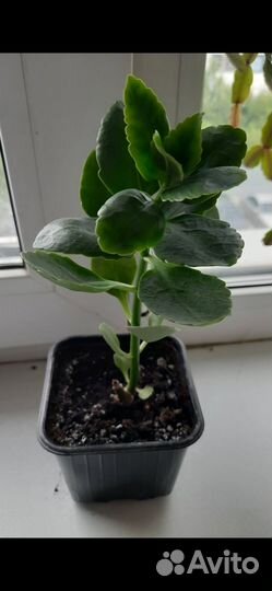 Гименокаллис, Бегония, Каланхоэ цветущий