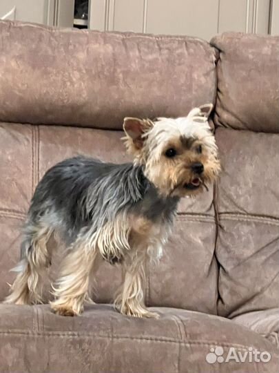 Йоркширский терьер