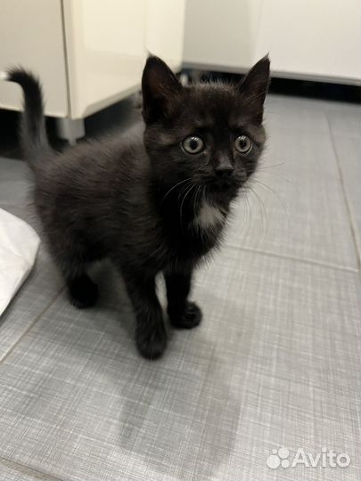 Котенок девочка бесплатно