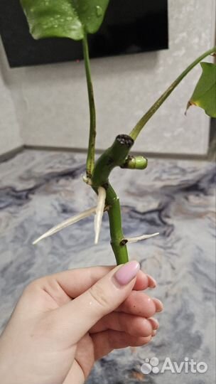 Монстера черенок