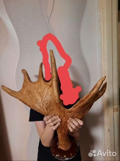 Продам рога лося