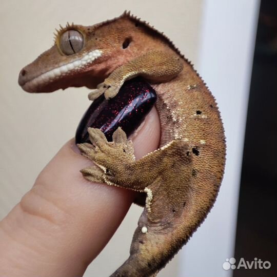 Террариум с хохлатым гекконом