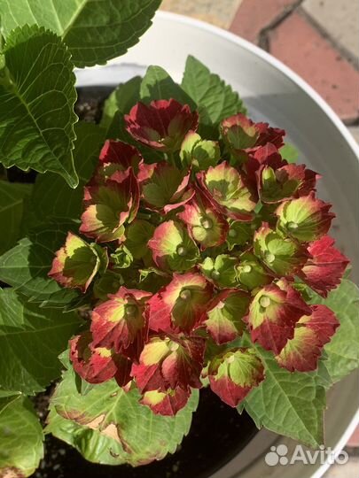 Гортензия крупнолистная саженцы