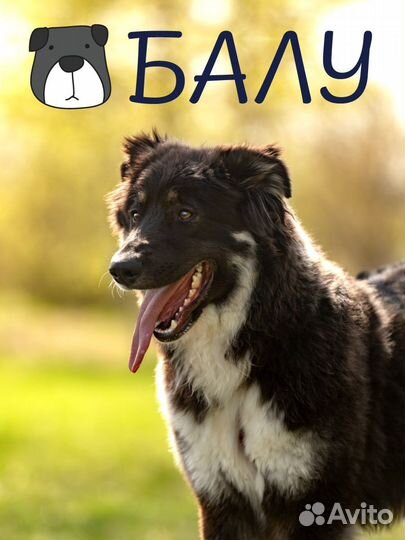 Балу ждет свою семью