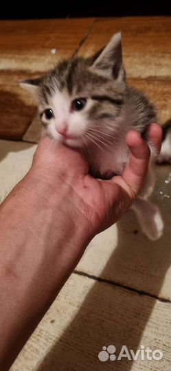 Кошки