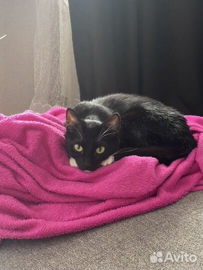 Кошка отдам в хороший руки