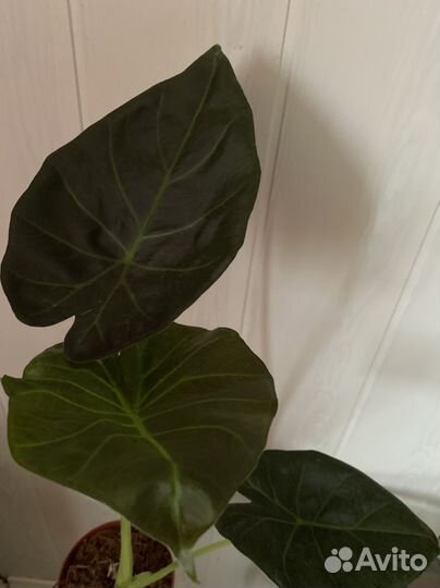 Алоказия Регал Шилдс