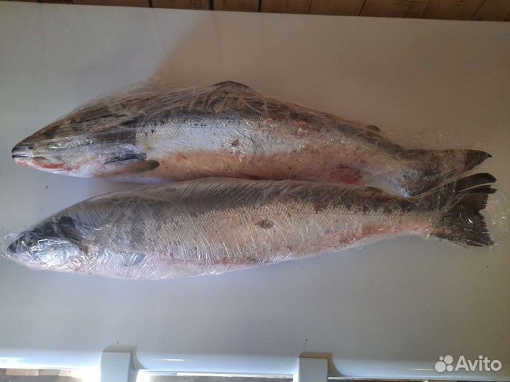 Сёмга дичка свежая