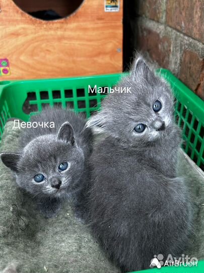 Котята в добрые руки