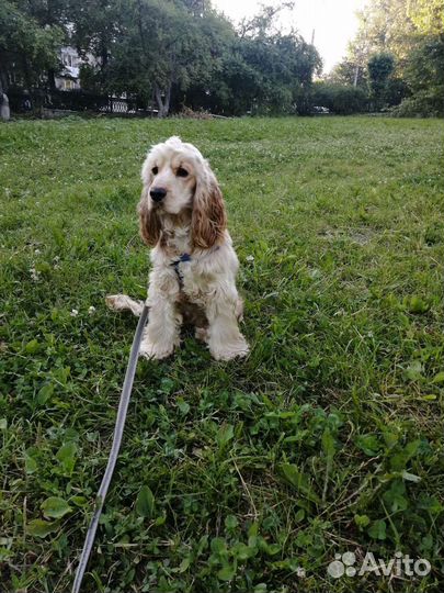 Английский кокер спаниель