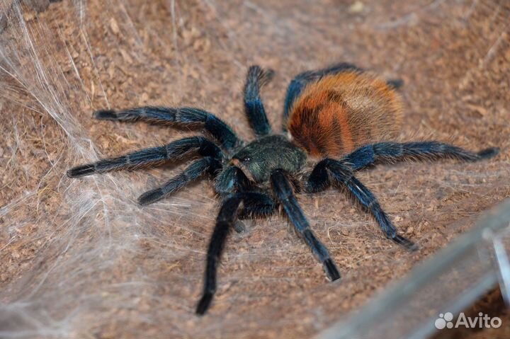 Пауки птицееды