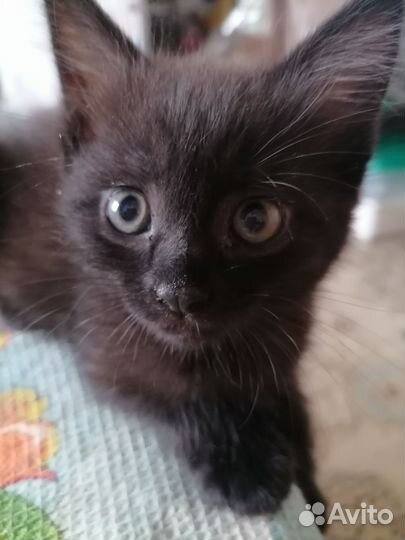 Котята