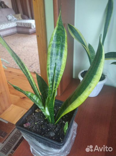 Сансевиерия