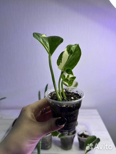 Набор 8 комнатных растений