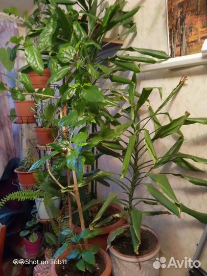 Цветы комнатные