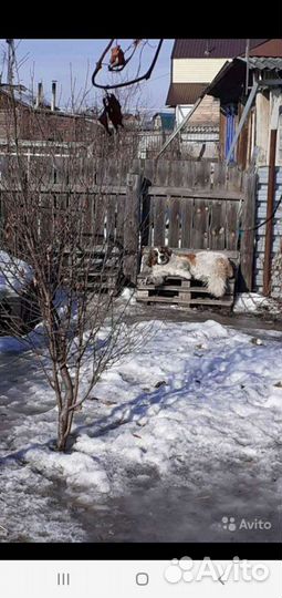 Московская сторожевая