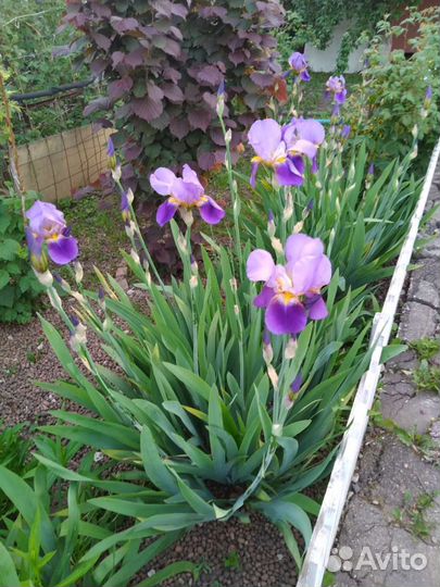 Ирисы деленки и Флоксы белые кустики