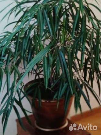 Фикусы и кротоны