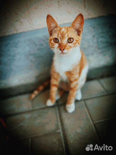 Котёнок (девочка)