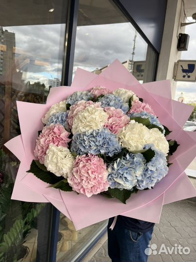 Голландский Гортензия