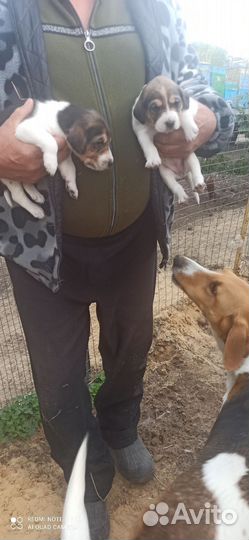 Русская пегая гончая