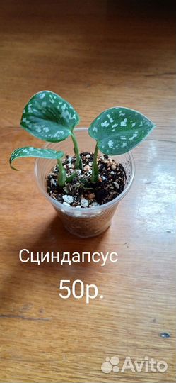 Цветы домашние продажа