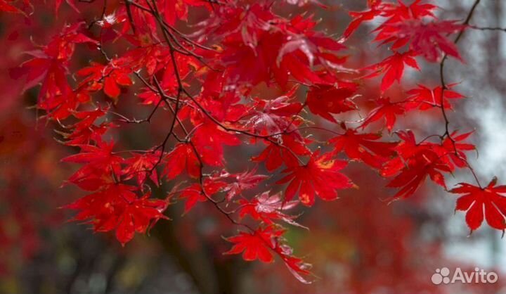 Клен Канадский