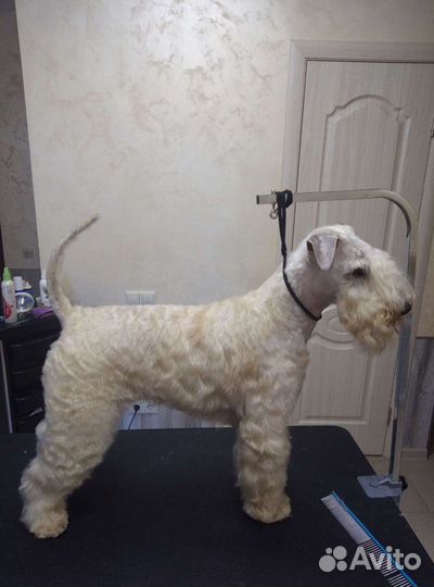 Стрижка собак и кошек