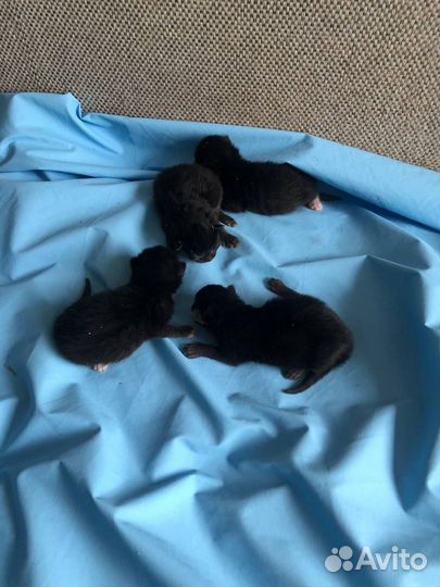 Ветеринарный врач